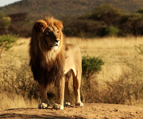 Fondo de pantalla King Lion 480x400