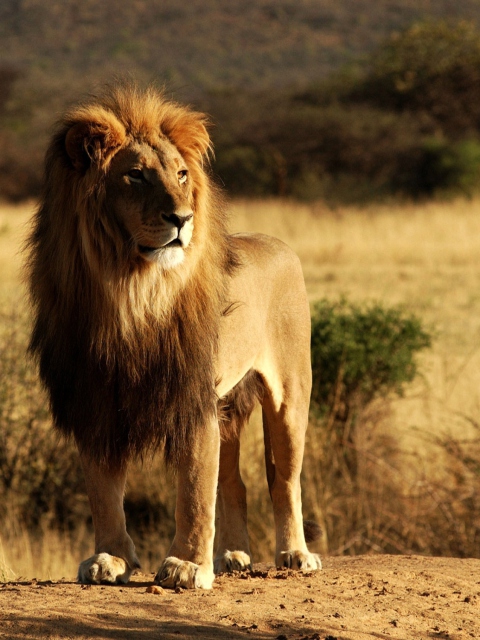 Fondo de pantalla King Lion 480x640