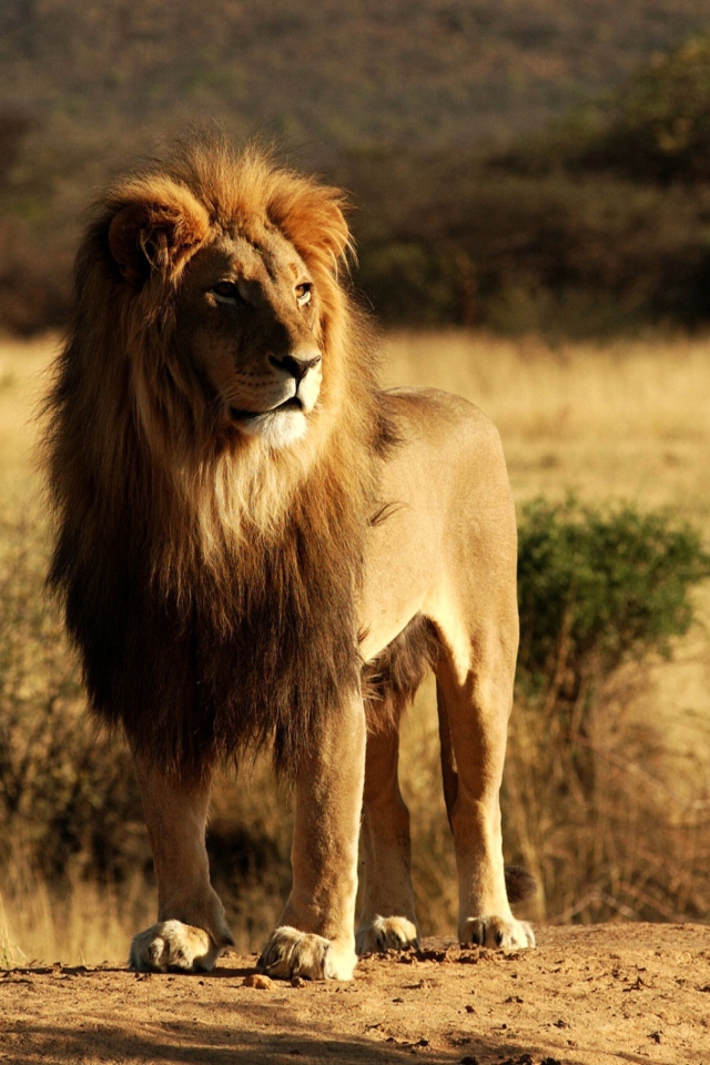 Fondo de pantalla King Lion 640x960