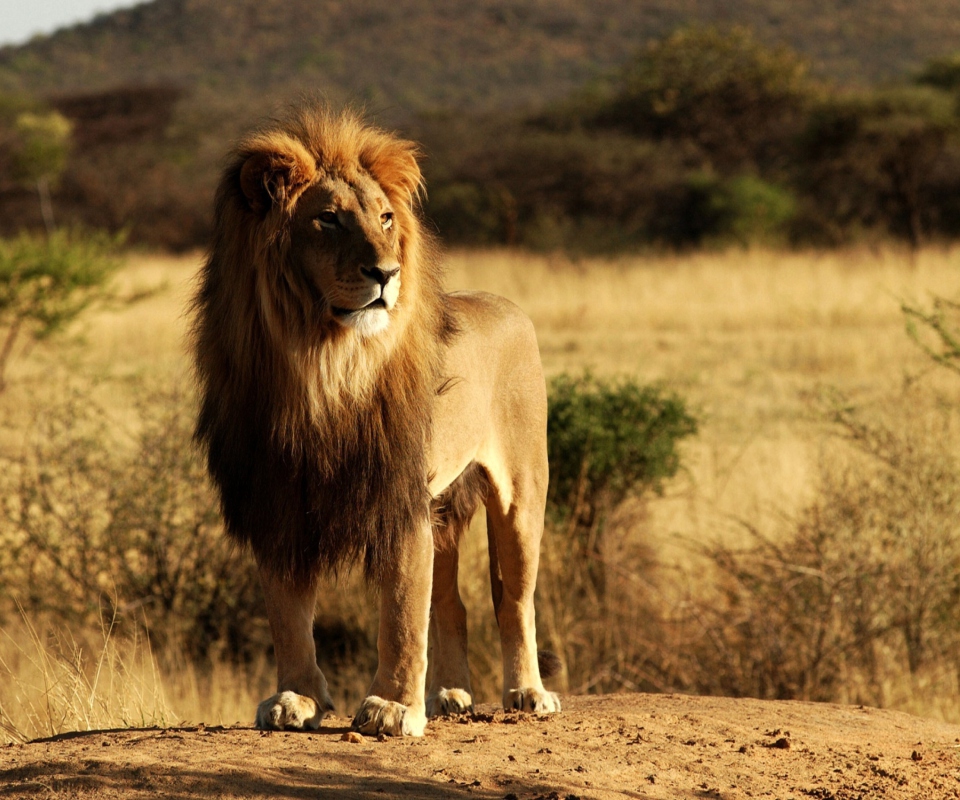 King Lion screenshot #1 960x800