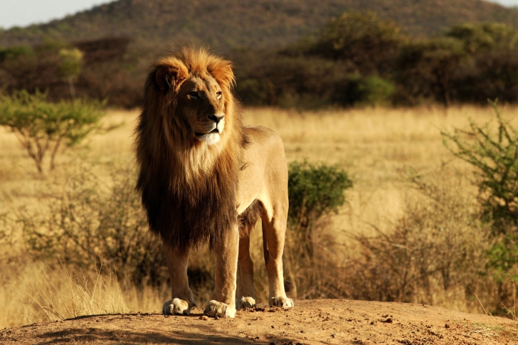 Sfondi King Lion