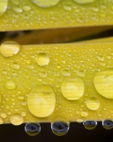 Обои Water Drops On Yellow Leaves 128x160