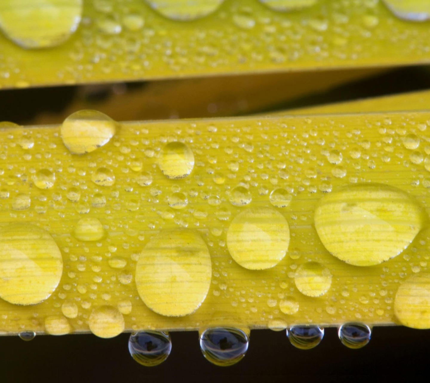Обои Water Drops On Yellow Leaves 1440x1280