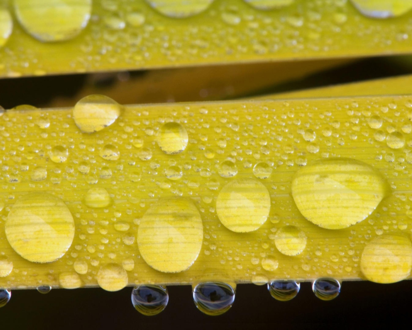 Sfondi Water Drops On Yellow Leaves 1600x1280