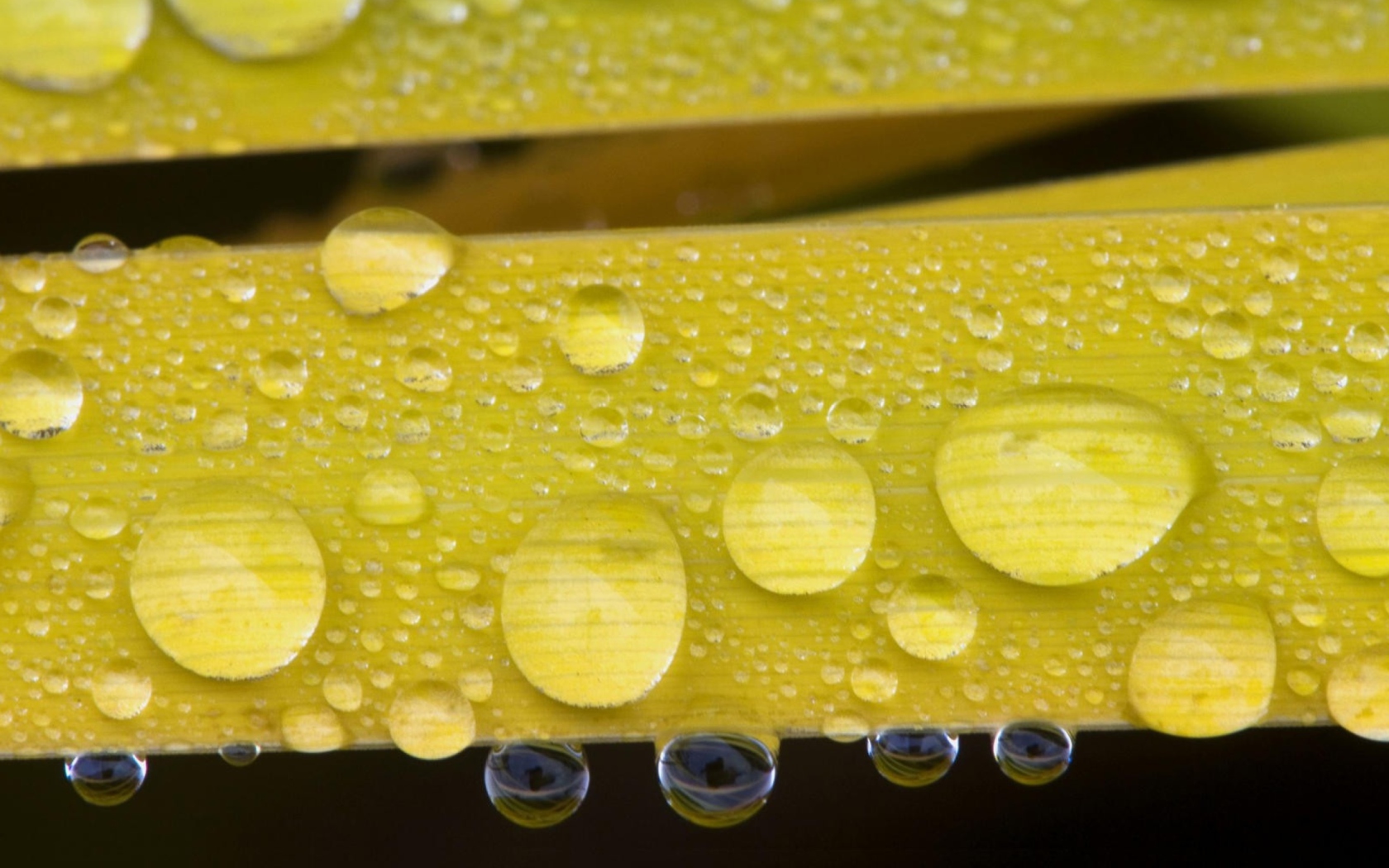 Das Water Drops On Yellow Leaves Wallpaper 1680x1050