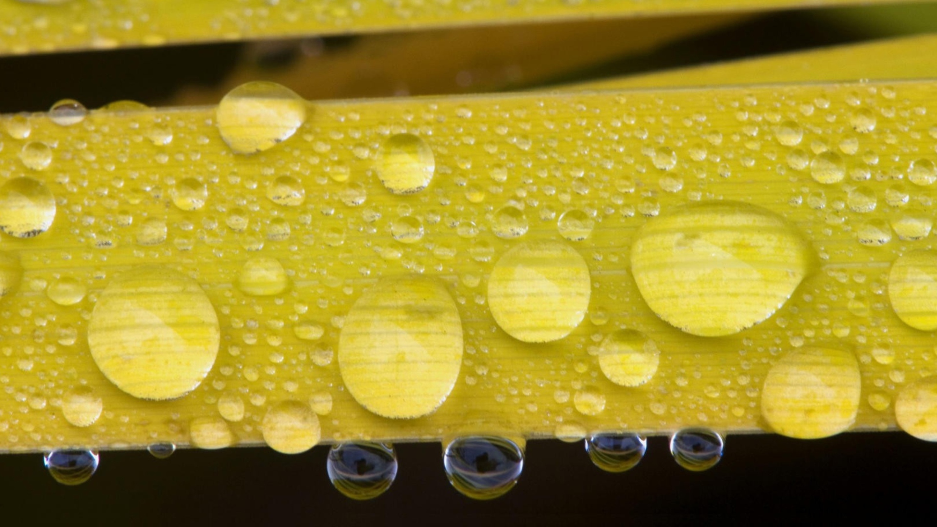 Sfondi Water Drops On Yellow Leaves 1920x1080
