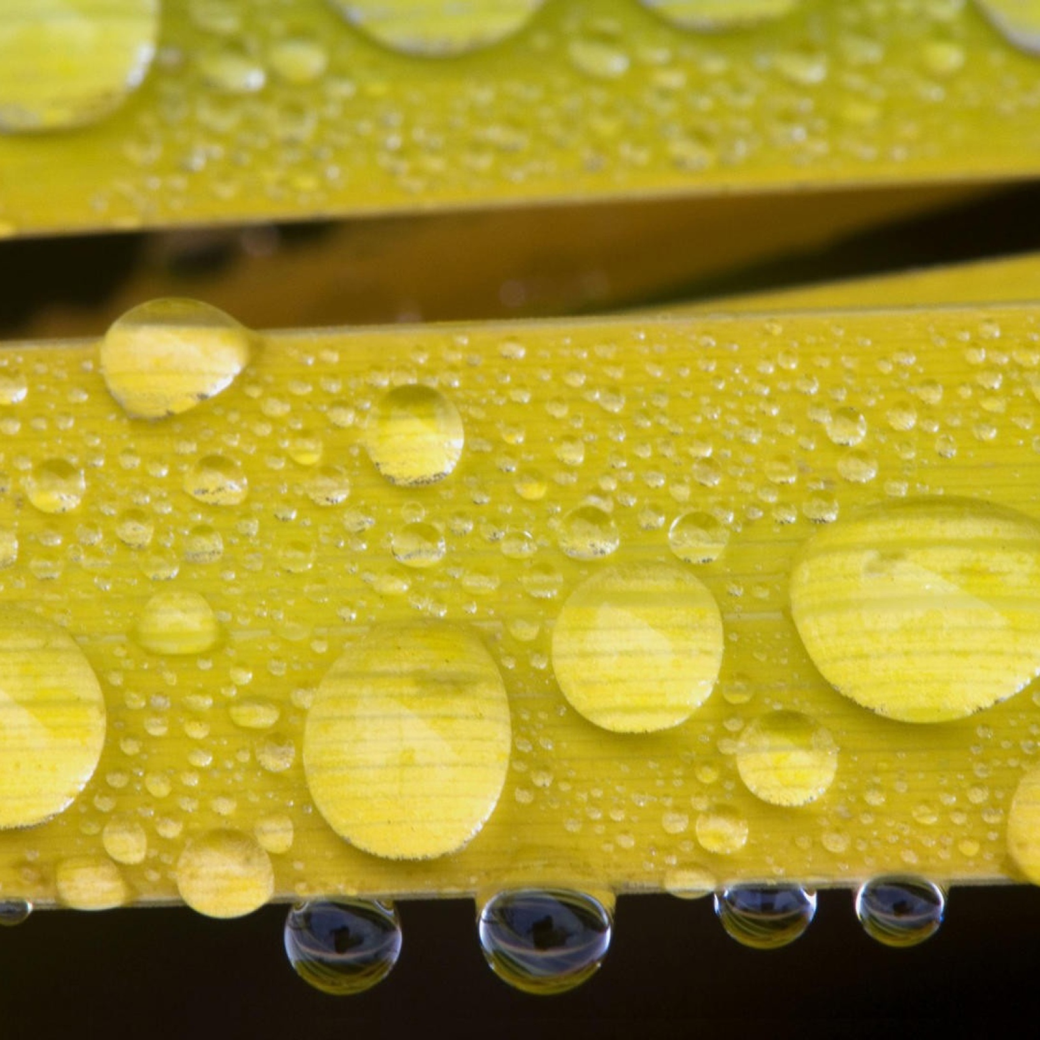 Water Drops On Yellow Leaves screenshot #1 2048x2048