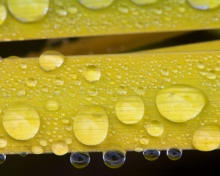 Das Water Drops On Yellow Leaves Wallpaper 220x176