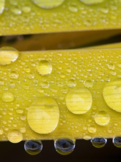 Das Water Drops On Yellow Leaves Wallpaper 240x320