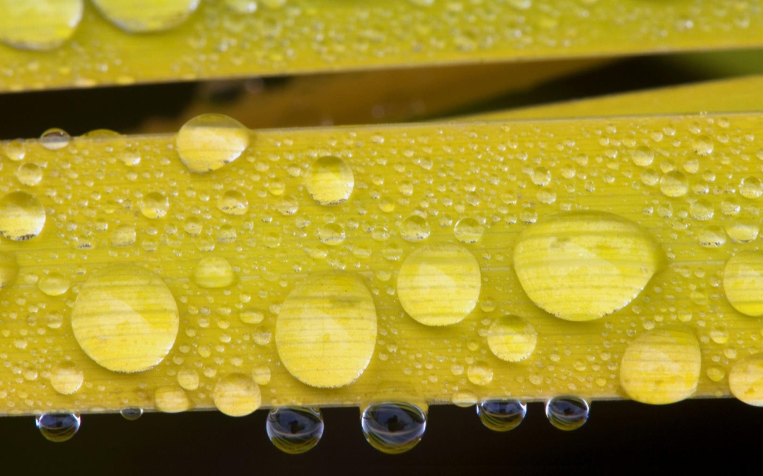 Das Water Drops On Yellow Leaves Wallpaper 2560x1600