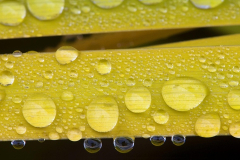 Fondo de pantalla Water Drops On Yellow Leaves 480x320