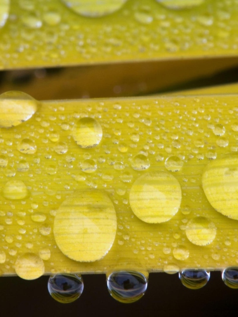 Обои Water Drops On Yellow Leaves 480x640