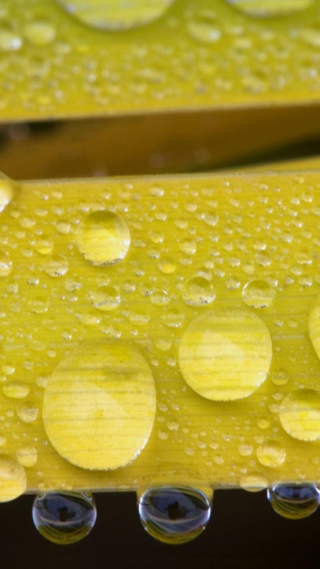 Water Drops On Yellow Leaves screenshot #1 640x1136