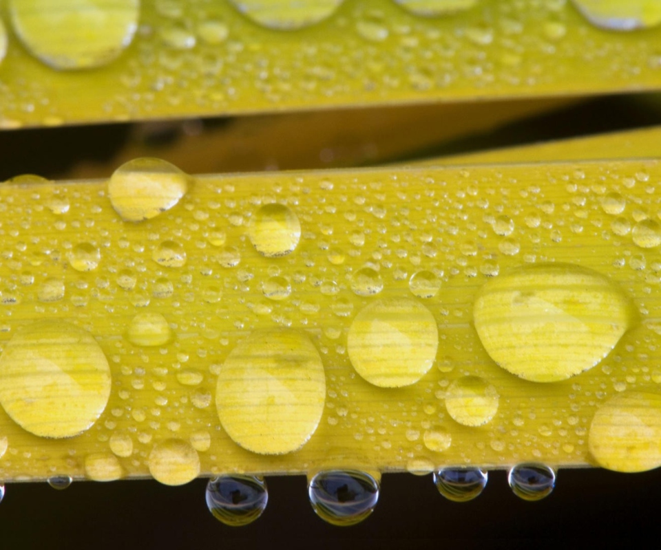 Обои Water Drops On Yellow Leaves 960x800