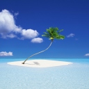 Lonely Palm Tree wallpaper 128x128
