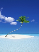 Lonely Palm Tree wallpaper 132x176