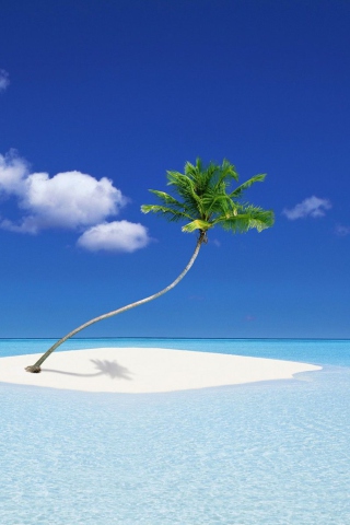Lonely Palm Tree wallpaper 320x480