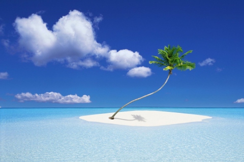 Lonely Palm Tree wallpaper 480x320