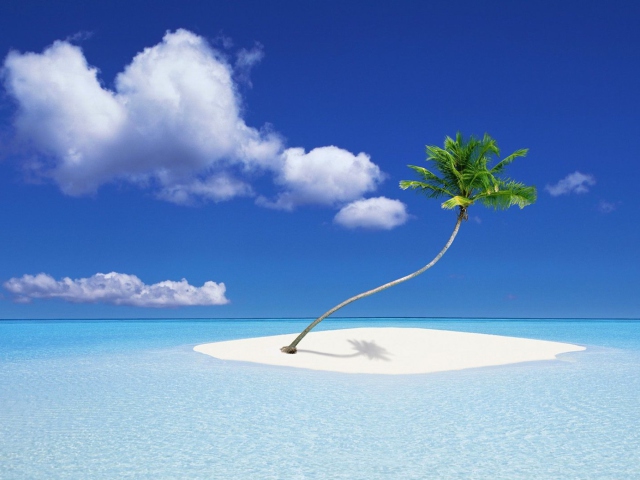 Lonely Palm Tree wallpaper 640x480