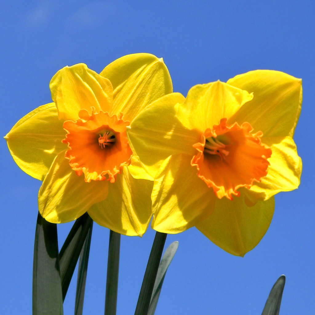 Yellow Daffodils wallpaper 1024x1024