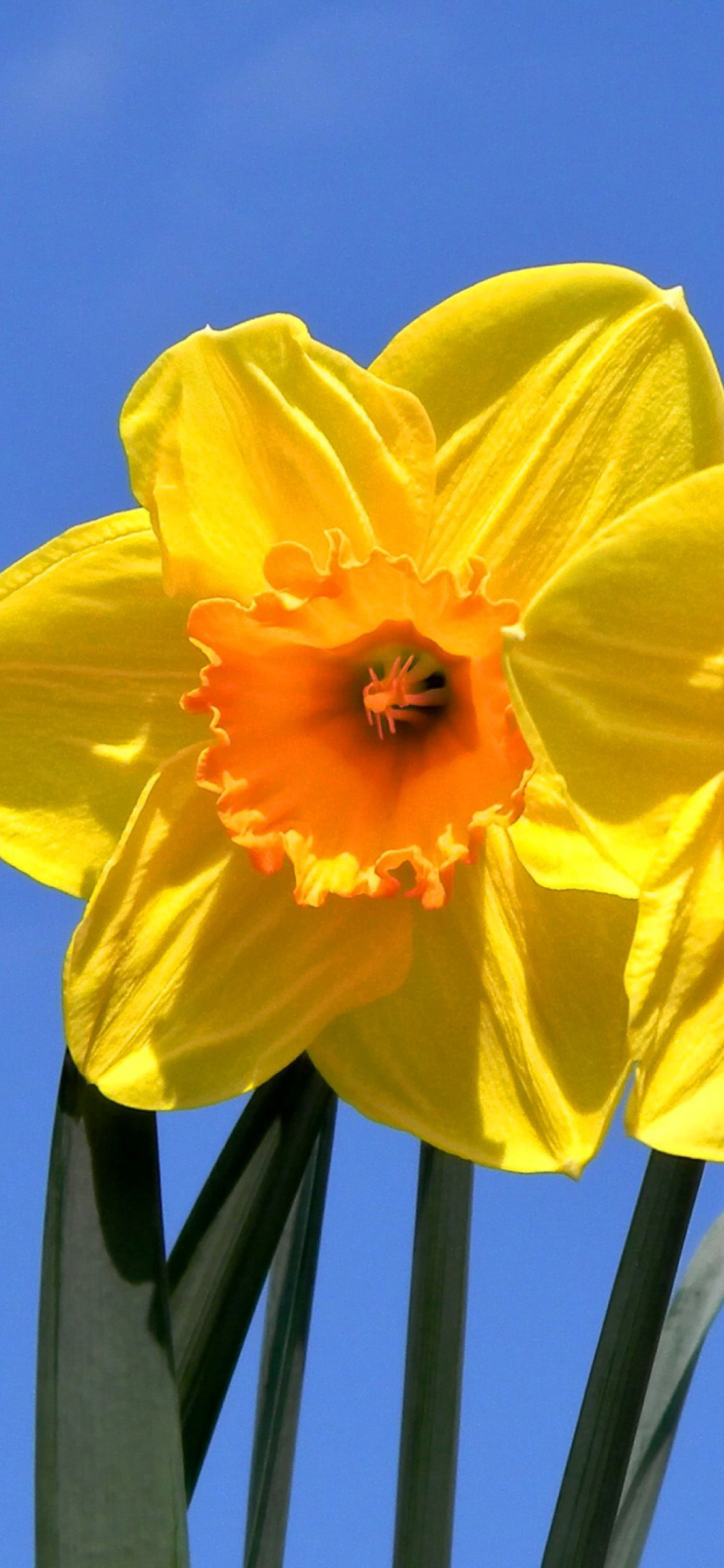 Fondo de pantalla Yellow Daffodils 1170x2532