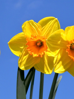 Yellow Daffodils wallpaper 240x320