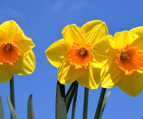 Sfondi Yellow Daffodils 480x400