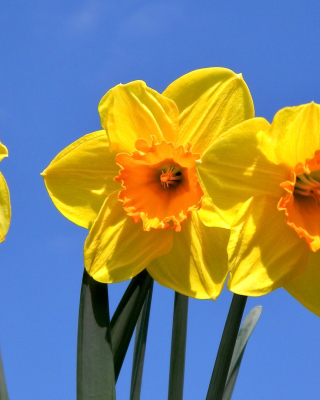 Yellow Daffodils Picture for 240x320