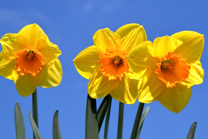 Обои Yellow Daffodils