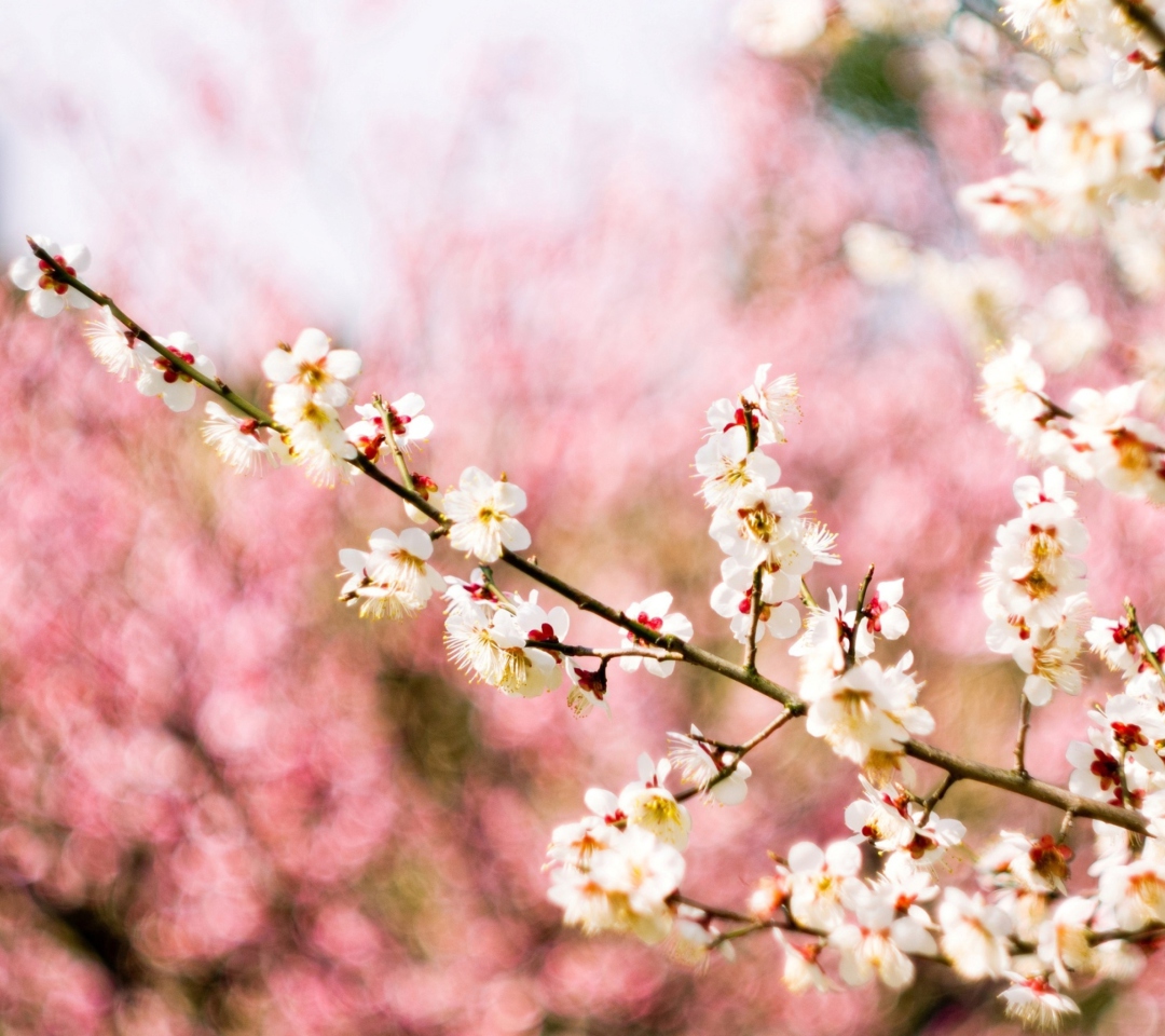 Das Spring Blossom Wallpaper 1080x960