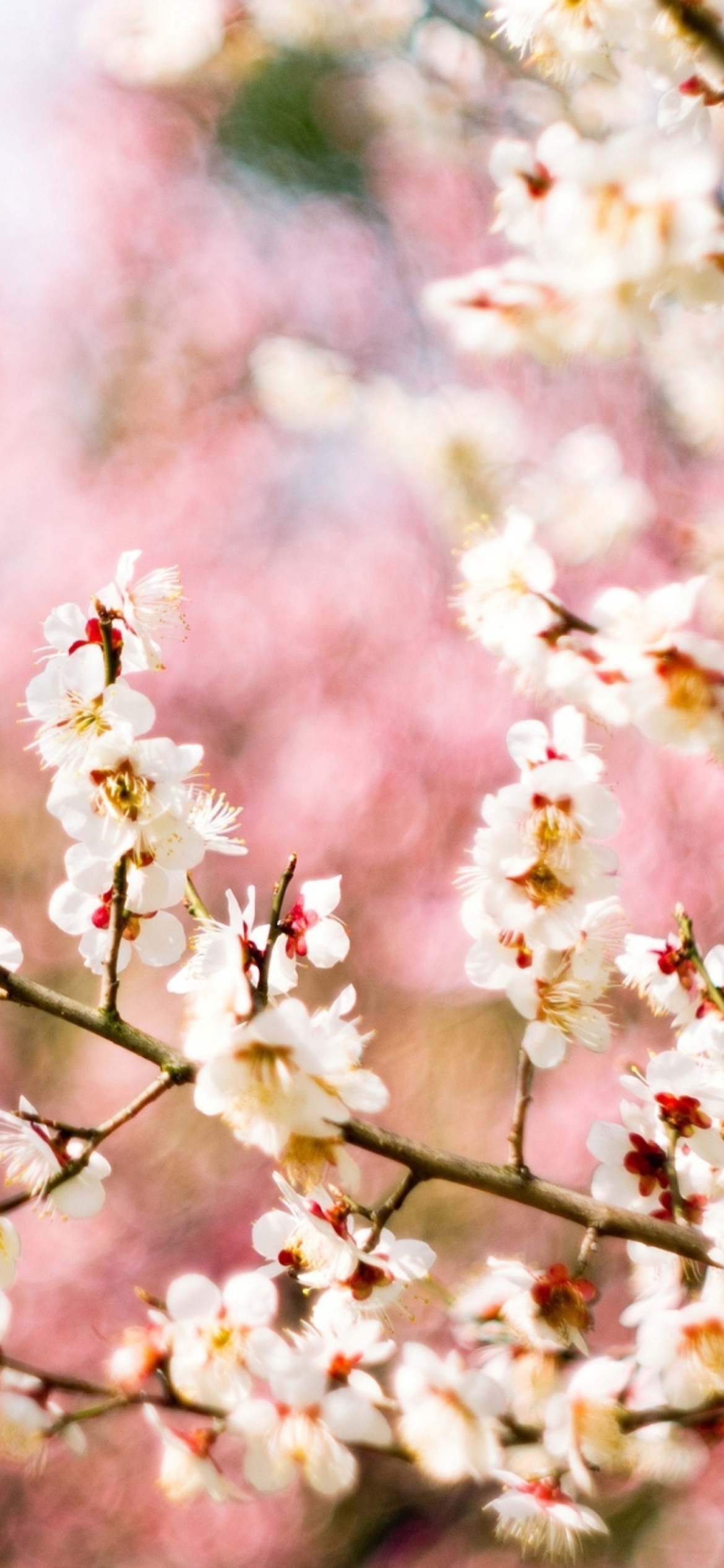 Das Spring Blossom Wallpaper 1170x2532