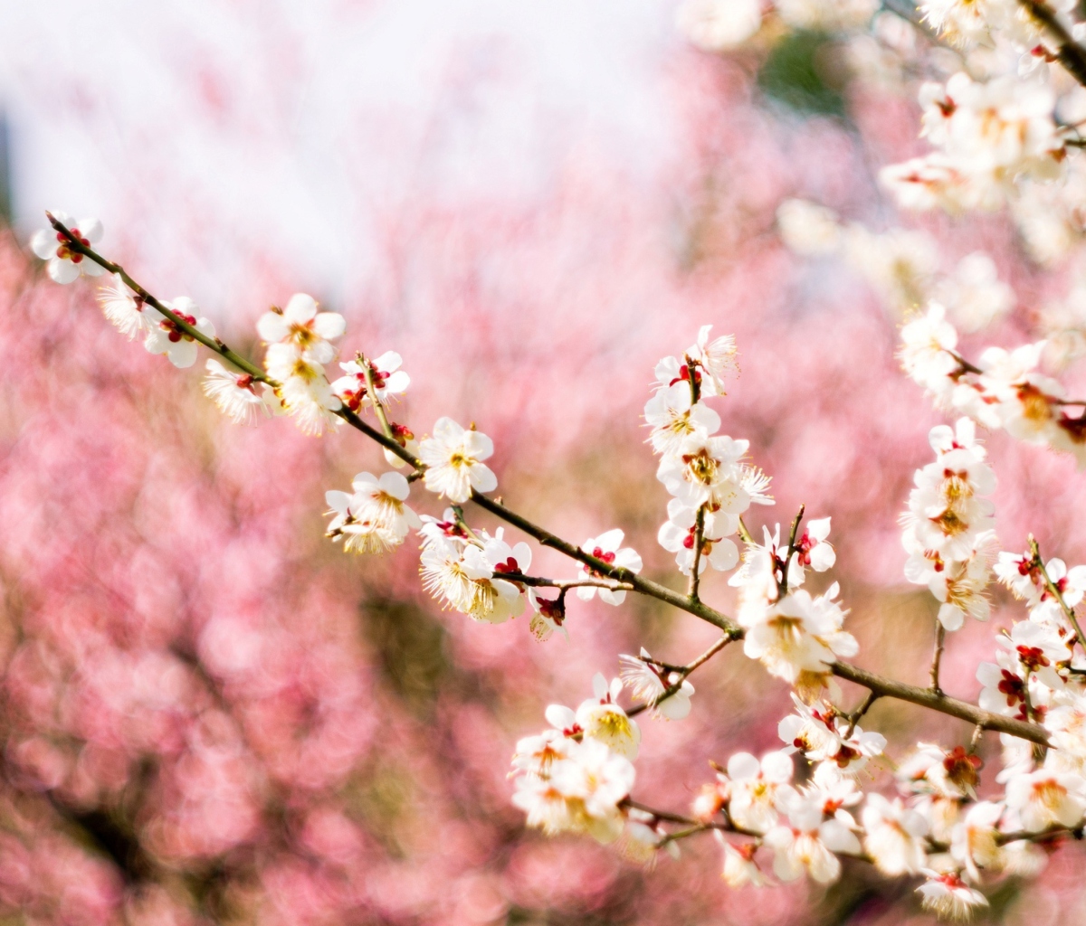 Sfondi Spring Blossom 1200x1024