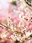 Sfondi Spring Blossom 132x176