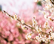 Spring Blossom wallpaper 176x144