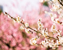 Sfondi Spring Blossom 220x176