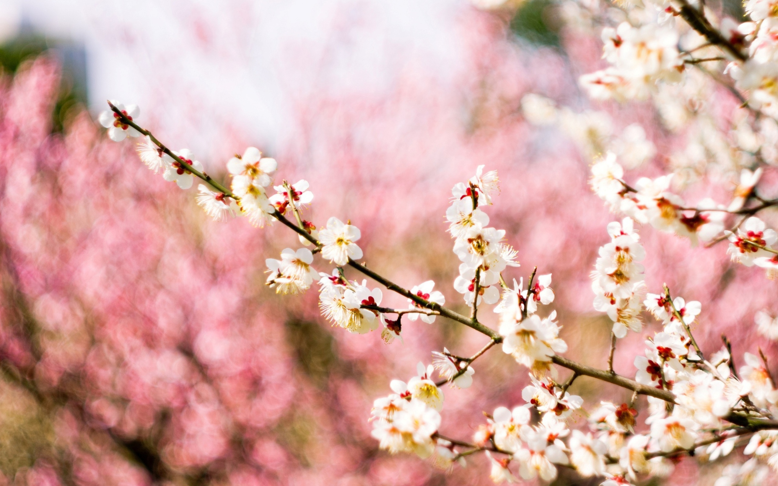 Screenshot №1 pro téma Spring Blossom 2560x1600