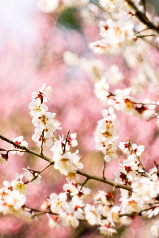 Fondo de pantalla Spring Blossom 320x480