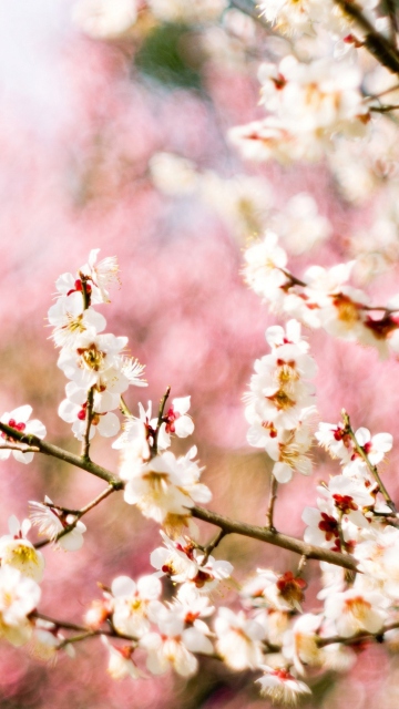 Das Spring Blossom Wallpaper 360x640