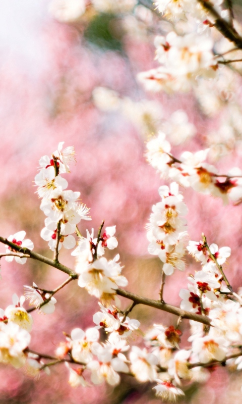 Spring Blossom wallpaper 480x800