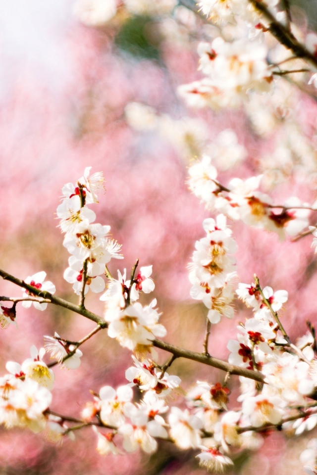 Das Spring Blossom Wallpaper 640x960