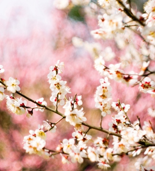Spring Blossom sfondi gratuiti per iPad mini