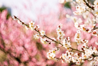 Spring Blossom sfondi gratuiti per cellulari Android, iPhone, iPad e desktop