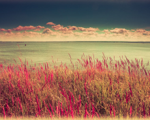 Pink Landscape wallpaper 220x176