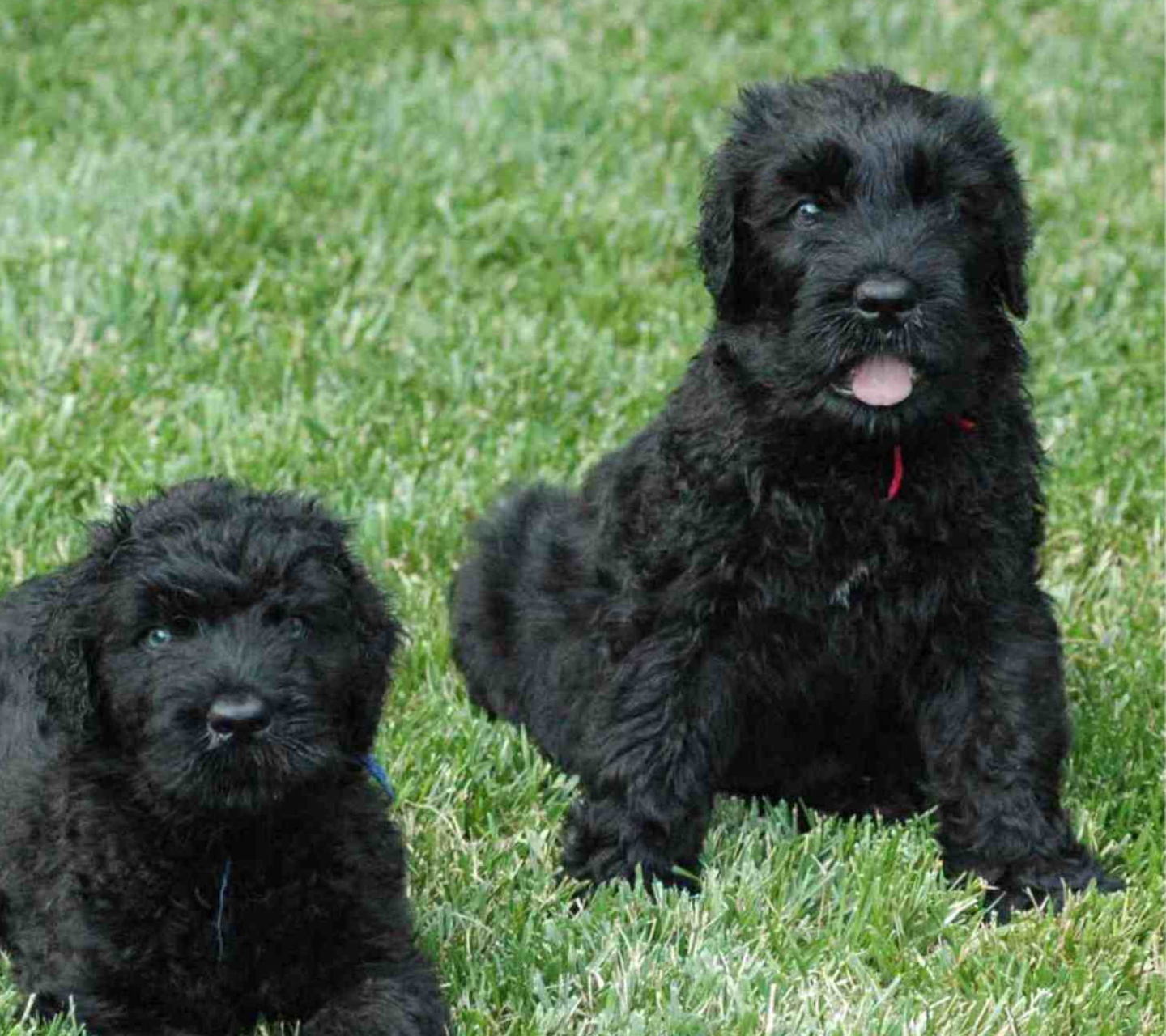 Screenshot №1 pro téma Black Russian Terrier 1440x1280