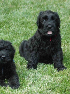 Sfondi Black Russian Terrier 240x320