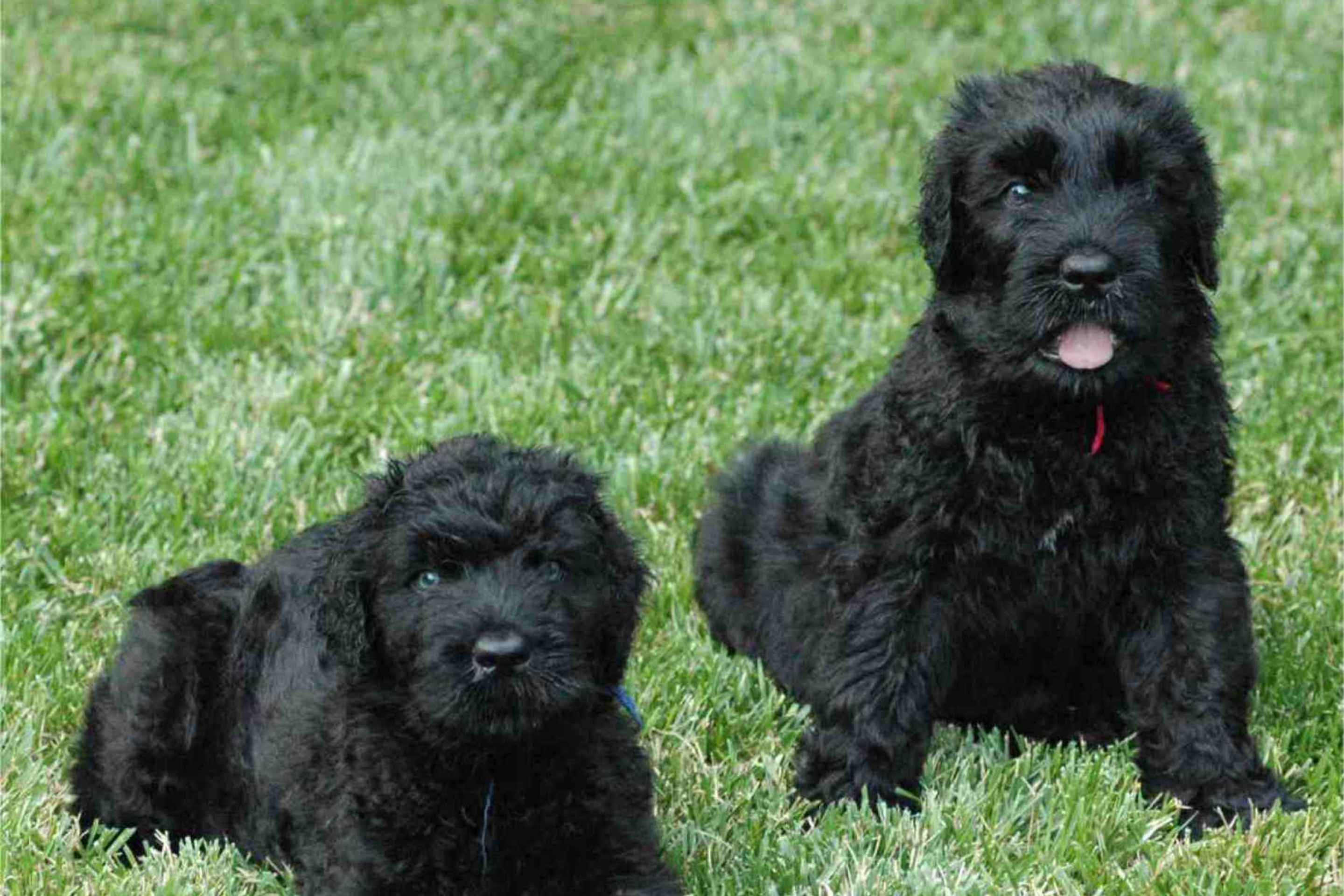 Black Russian Terrier wallpaper 2880x1920