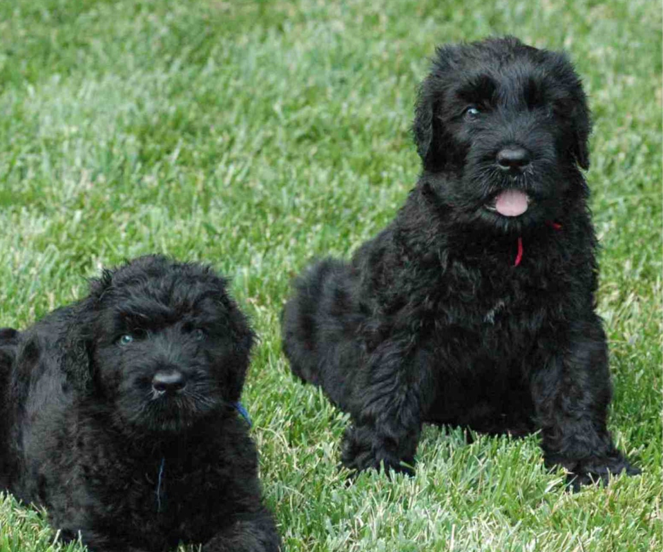 Black Russian Terrier screenshot #1 960x800