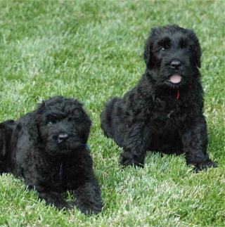 Kostenloses Black Russian Terrier Wallpaper für 2048x2048