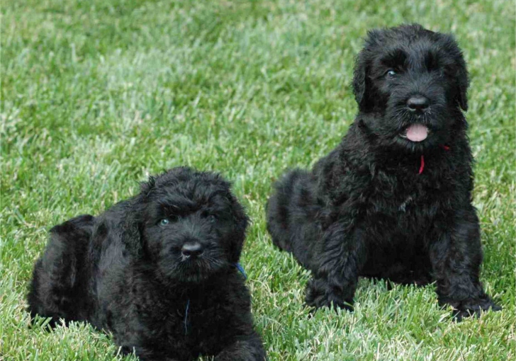 Fondo de pantalla Black Russian Terrier