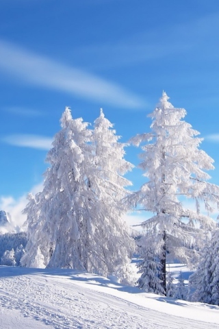 Fondo de pantalla White Winter 320x480